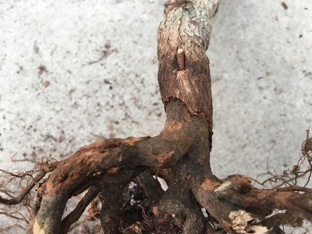 Figure 4. Diaprepes root weevil damage on blueberry.