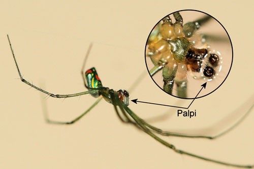 Figure 7. Leucauge argyrobapta (White) male, side view. Inset: underside of cephalothorax (fused head and thorax). Note bulbous palpi.