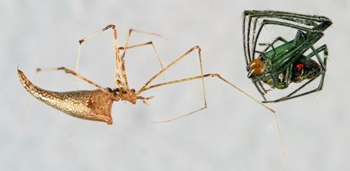 Figure 22. Predatory Rhomphaea (Theridiidae) (left) and its partially-digested Leucauge argyrobapta (White) prey. (Both spiders removed from the Leucauge argyrobapta web for photography).