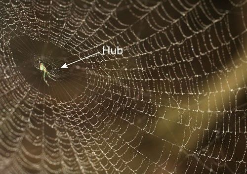 Figure 13. Orchard orbweaver, Leucauge argyrobapta (White), resting on underside of hub. (web misted with water for photography).