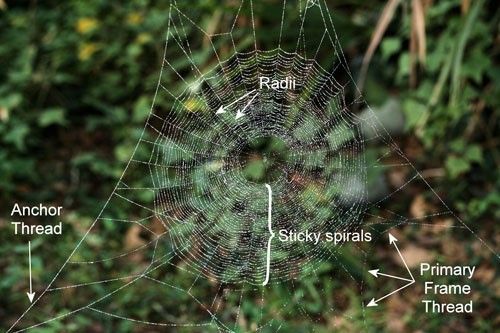 Figure 14. Orchard orbweaver, Leucauge argyrobapta (White) web, showing radii and sticky spirals. (web dusted with corn starch for photography).