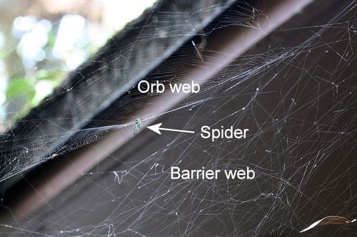 Figure 15. Orchard orbweaver, Leucauge argyrobapta (White), barrier web.