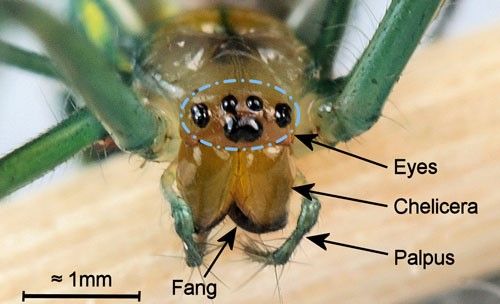 Figure 18. Orchard orbweaver, Leucauge argyrobapta (White). (anterior view of cephalothorax showing palpi, chelicerae, and fangs).