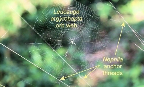 Figure 16. Orchard orbweaver, Leucauge argyrobapta (White), web associated with web of Trichonephila clavipes (Linnaeus).