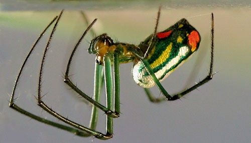 Figure 9. Leucauge argyrobapta (White) female (lateral aspect). (Spider removed from web for photography).