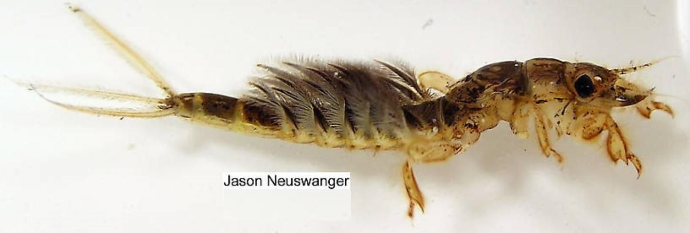 Figure 3. Late instar nymph of Hexagenia limbata (Serville) from Wisconsin, US. Note the feathery gills that fold dorsally and the tusk-like mandibles.