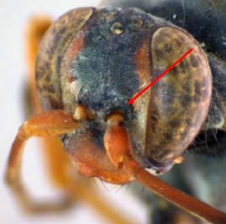 Figure 2. The blunt tubercle at the base of the antennae on Tachypompilus ferrugineus(Say) wasps is useful for identification of this genus.