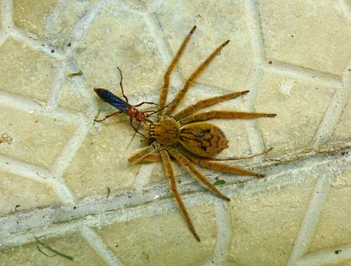 Figure 3. Tachypompilus ferrugineus (Say) dragging a paralyzed spider.