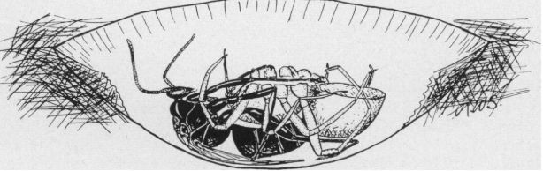 Figure 4. Illustration of Tachypompilus ferrugineus (Say) female in the egg laying and attachment position.