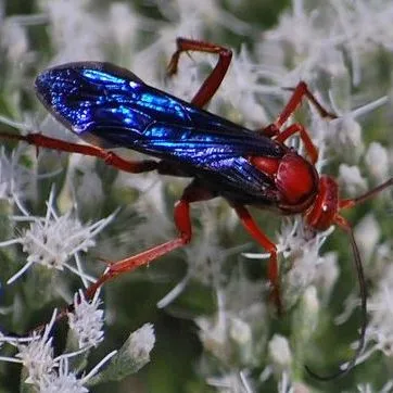 EENY-5727/IN1247: Rusty Spider Wasp (suggested common name