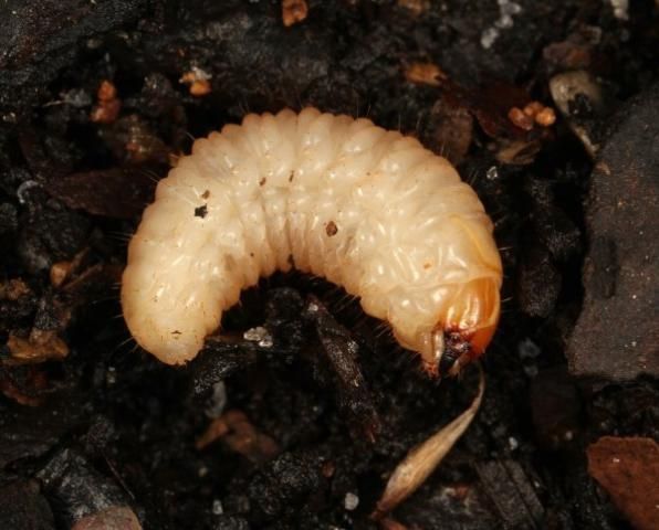 Figure 2. Diaprepes larva.