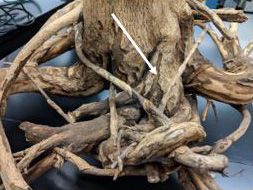 Figure 5. Damaged roots from Diaprepes larva feeding.