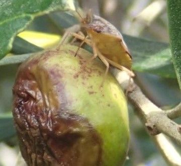 Figure 8. A stink bug feeding on olive in Florida.