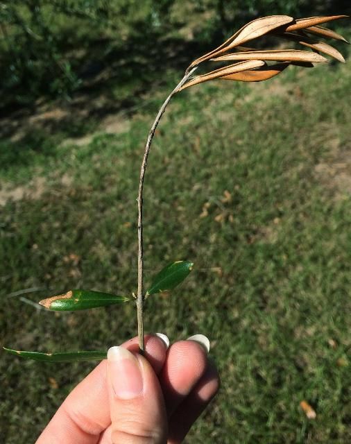 Figure 9. Symptoms of Botryosphaeria dothidea include tip or twig wilt or dieback—leaves will be dead, brown, and desiccated but still attached to the tree.