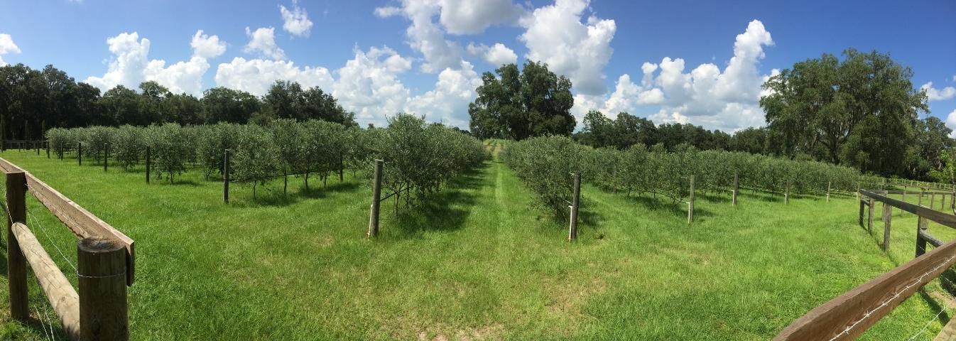 Figure 1. A four-year-old olive grove in north central Florida.