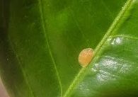 Figure 2. Brown soft scale on citrus.