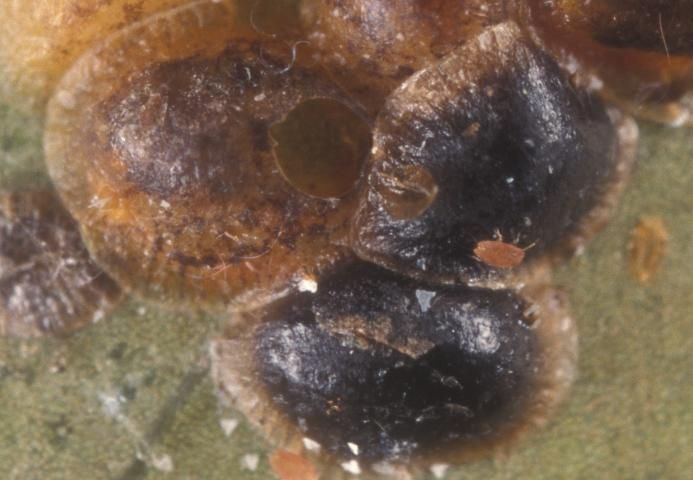 Figure 4. Parasitized brown soft scale. Holes indicate where a parasitoid has emerged.
