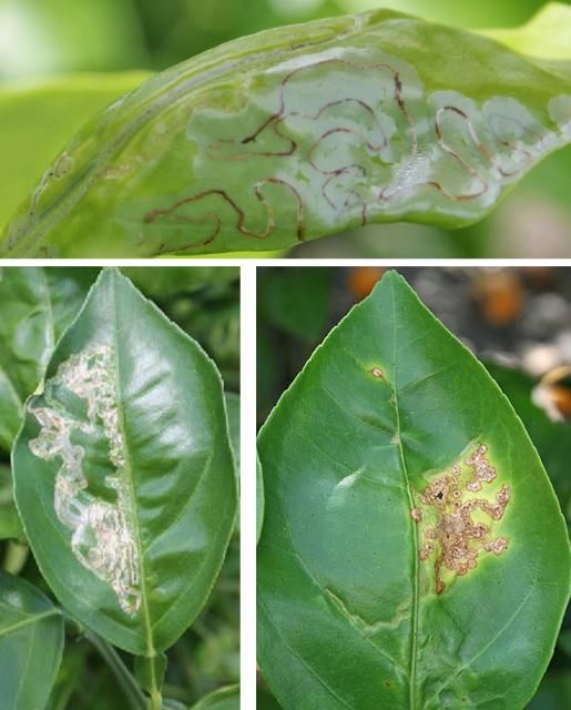 Figure 5. Top and Bottom Left: Citrus leafminer damage. Right: Citrus leafminer damage with canker lesions.