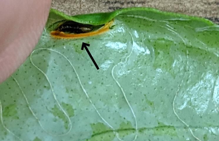 Figure 2. Citrus leafminer pupa.