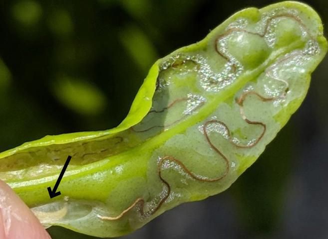 Figure 1. Citrus leafminer larva.