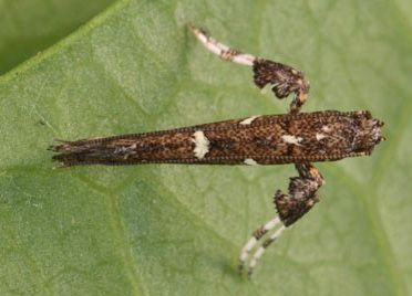 Figure 2. Adult tallow leaf roller moth, Caloptilia triadicae Davis.