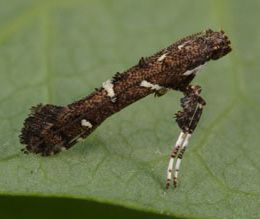 Figure 1. Adult tallow leaf roller moth, Caloptilia triadicae Davis.
