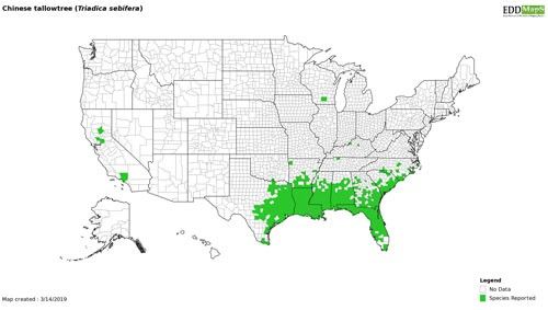 Figure 6. Map of Chinese tallowtree, Triadica sebifera (L.), distribution in the United States. http://www.eddmaps.org.