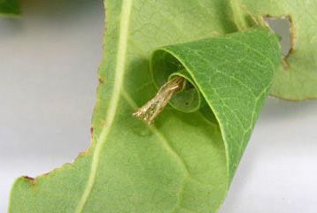 Figure 5. Pupal exuvia of a tallow leaf roller moth Caloptilia triadicae Davis, inside a leaf roll.
