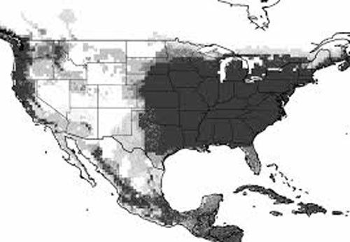 Figure 2. This map shows the predicted distribution of Megachile sculpturalis (Smith).