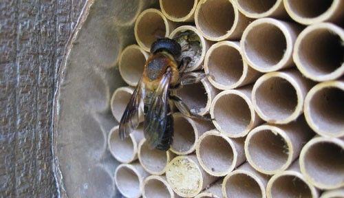Figure 8. Megachile sculpturalis (Smith) female capping a brood cell with resin and mud.