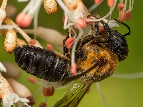Figure 1. A female giant resin bee, Megachile sculpturalis (Smith), collecting pollen.