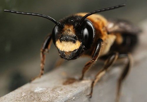 Figure 5. Male Megachile sculpturalis (Smith) with the distinct line of golden hairs above the mandibles.
