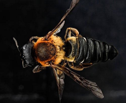 Figure 3. Female Megachile sculpturalis (Smith), note the pointed abdomen.