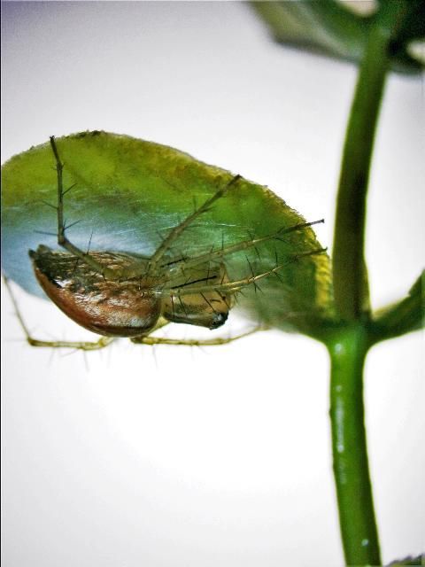 Figure 5. Adult female striped lynx spider, Oxyopes salticus (Hentz), resting on top of an egg sac on the underside of a leaf.