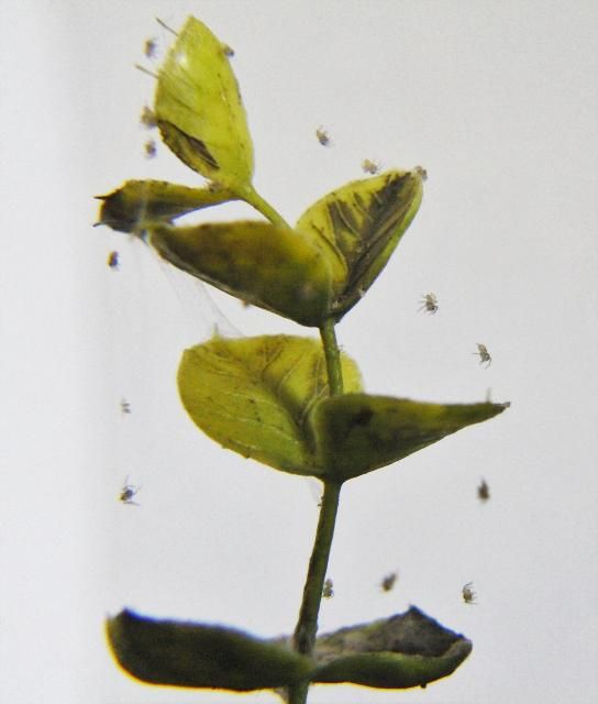 Figure 6. Newly hatched striped lynx spiderlings, Oxyopes salticus (Hentz), on silk scaffolding covering a plant.