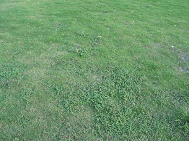 Weeds proliferate in turf weakened by plant-parasitic nematodes. Root-knot nematode galls on turf roots are often difficult to see.