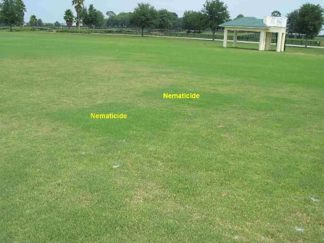 Nematode damage on this polo field occurring in irregularly-shaped patches of declining turf. Note squares of healthy turf where a nematicide was applied.