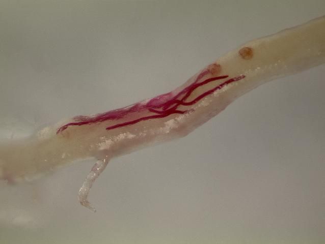 Migratory endoparasitic lance nematodes tunneling within a root.