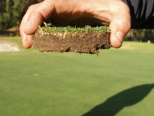 Roots of nematode-damaged turf may appear "cropped off" an inch or less below the surface.
