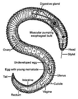 Diagram of a typical plant-parasitic nematode.
