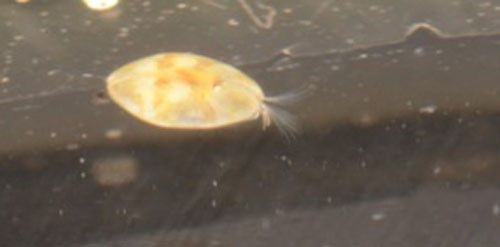Figure 1. Top view of seed shrimp under a microscope, Cypridopsis vidua (Müller), with antenna visible on the right side. Crustaceans use their antennae to sense their surroundings.
