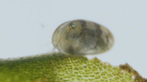 Figure 2. Side view of seed shrimp, Cypridopsis vidua (Müller) on a piece of Lomariopsis (Süsswassertang) with antenna visible at the left.