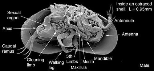 Figure 5. Cross section of a seed shrimp, Heterocypris incongruens (Ramdohr).