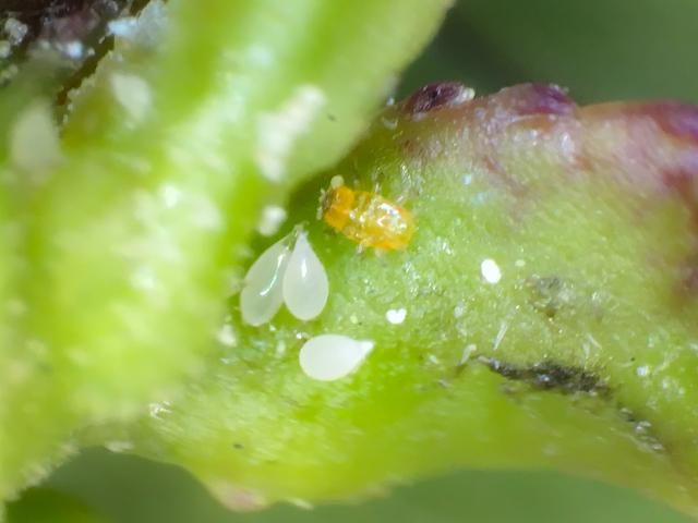 Figure 5. Gyropsylla ilecis (Ashmead) nymph and eggs on leaf bud.