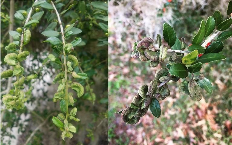 Figure 8. Younger, green galls on a weeping Ilex vomitoria (left), and older galls on a wild-type Ilex vomitoria, showing purplish coloration (right).