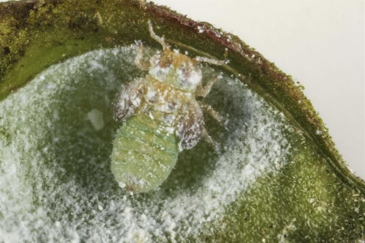 Figure 3. Gyropsylla ilecis (Ashmead) late-instar nymph with powdery residue inside a gall on Ilex vomitoria.