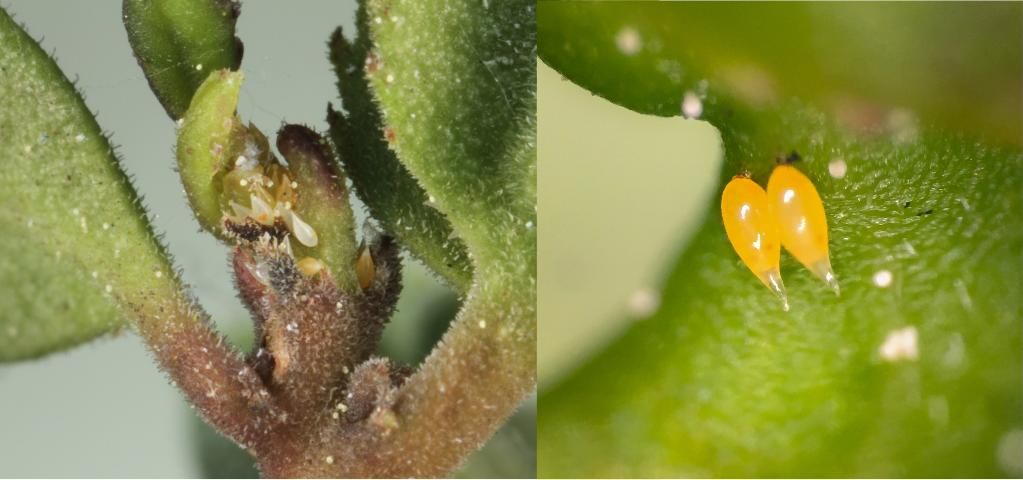 Figure 4. Eggs of Gyropsylla ilecis (Ashmead). The yellow color develops as eggs near hatching. The red eyes of the developing nymphs are just visible within the egg.