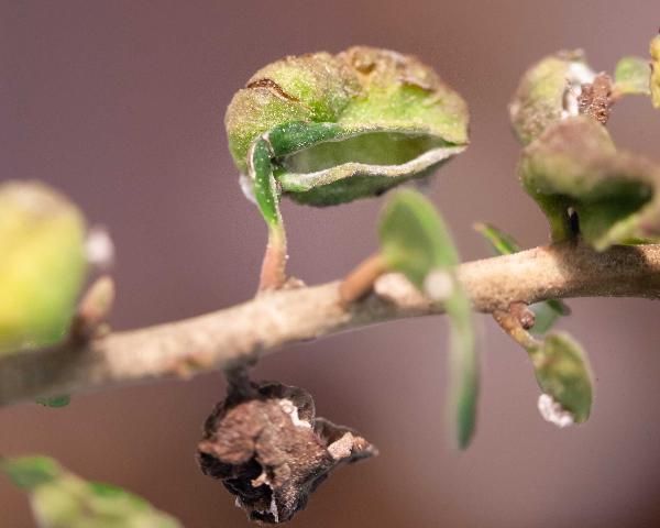 Figure 6. A recently opened leaf gall.
