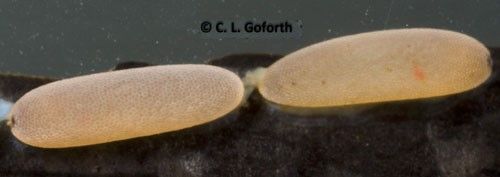 Figure 3. Notonecta sp. eggs on aquatic vegetation, which is typical of all Notonectids.