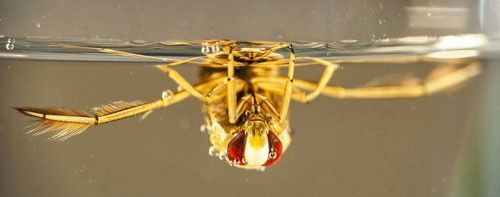 Figure 2. Notonecta sp. adult resting upside down underwater, which is typical of all Notonectids.